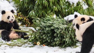 Zoo de Berlín - pandas